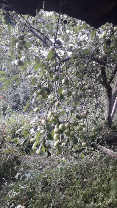 дача со мелиоратор