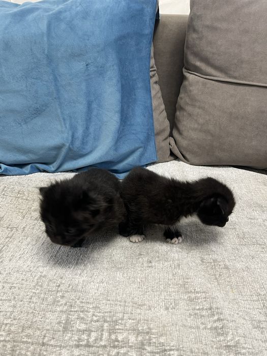 Котята шотландцы веслоухие