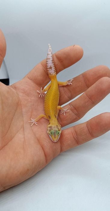 Gecko leopard mai multe culori