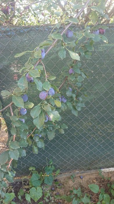 Prune pt palinca calitate superioara