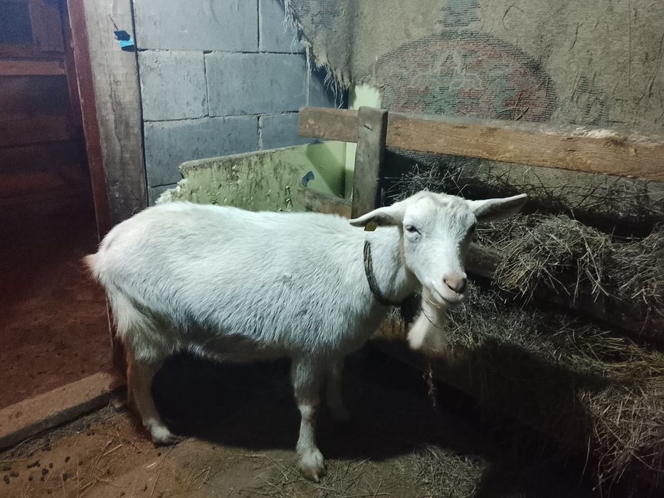 Продам дойную козу