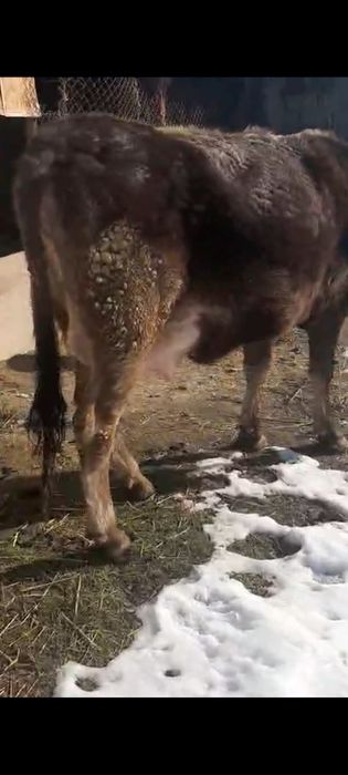 Бірінші тума Алатау