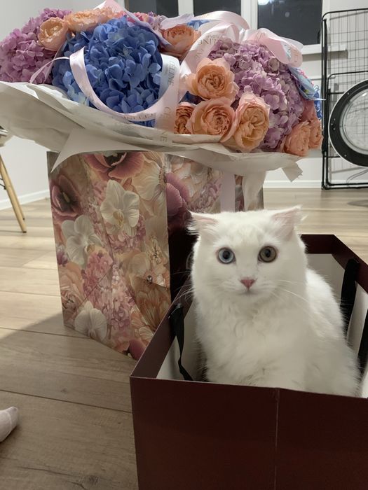 Продам разноглазую Турецкую Ангору