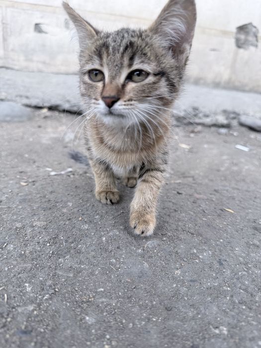 Отдаю котенка маленького