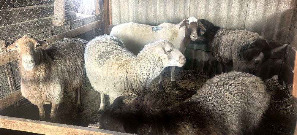 Семіз қой тоқтылар