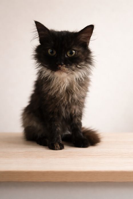 Котенок  девочка 3-4 мес