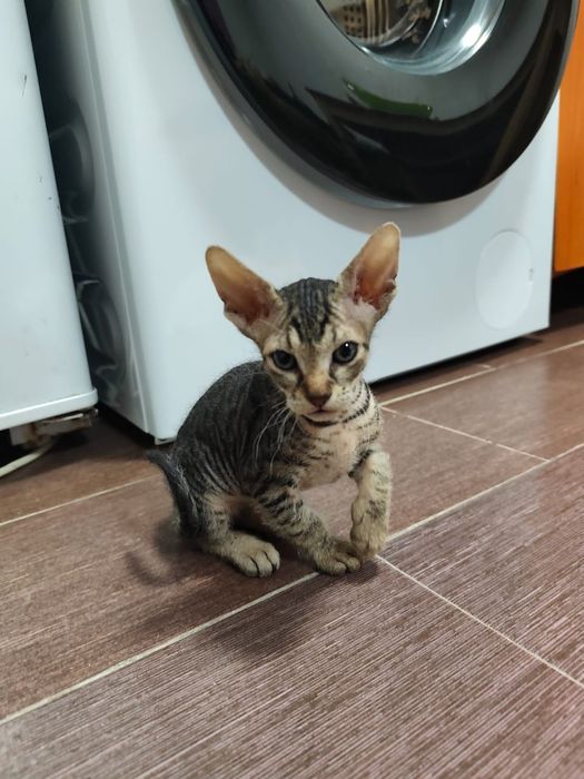 Котята сфинкс донские
