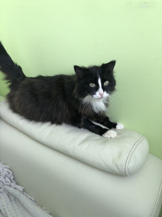 Любимые животные