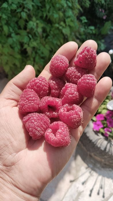 Продам малину дачную.