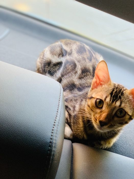 бенгальские чистокровные котята с родословной