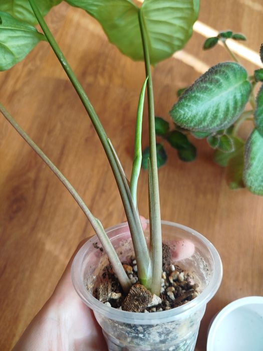 Сингониум баттерфляй