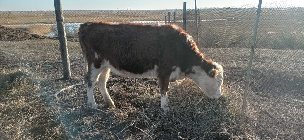 Корова, стельная