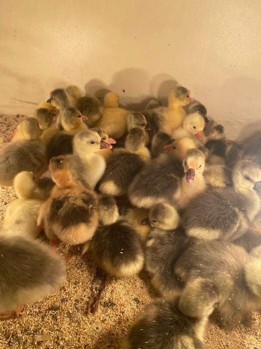 Серый гуси Линда