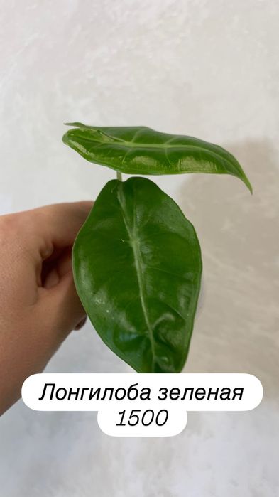 Детки алоказий разные.