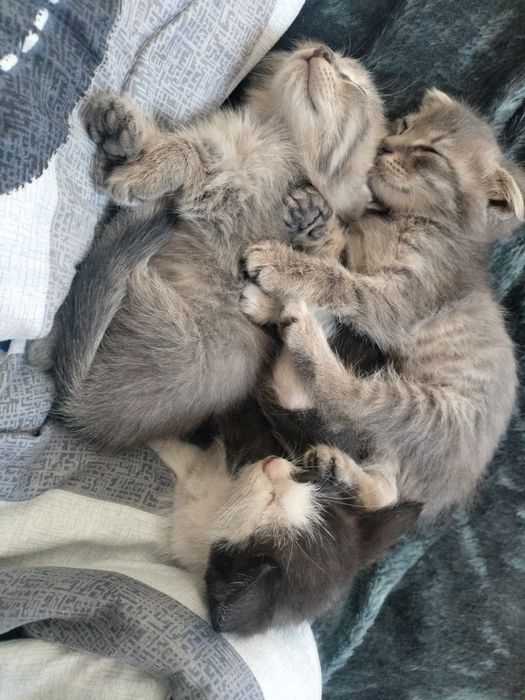 Отдам котят в добрые руки