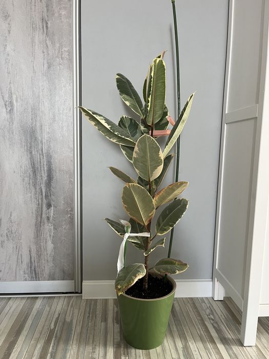 Фикус каучуконосный