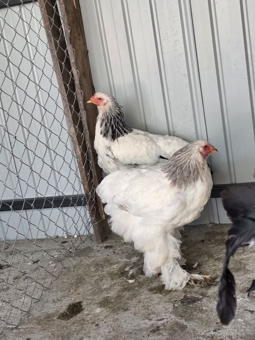 De vânzare curci,gâște si cocoși