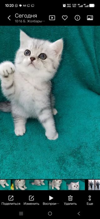 Шатланская кошечка