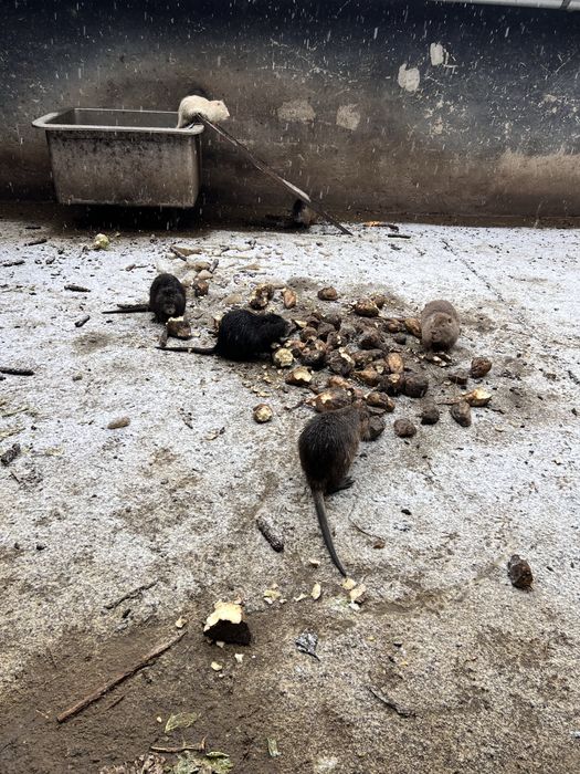 Vând familie nutrii