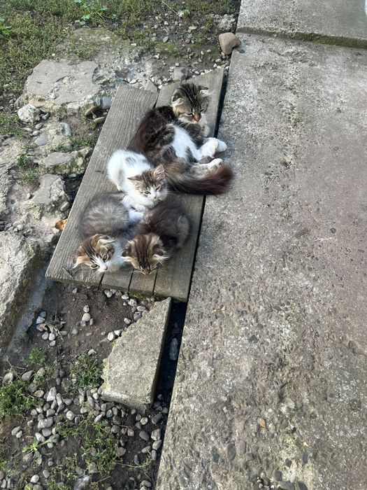 Pisici spre adopție