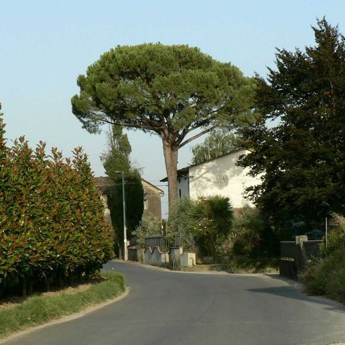 Pinus Pinea (средиземноморски бор)