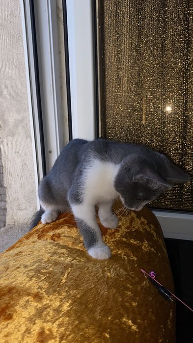 Mushuk bolasi kichkina pshik srochni hadya barladi