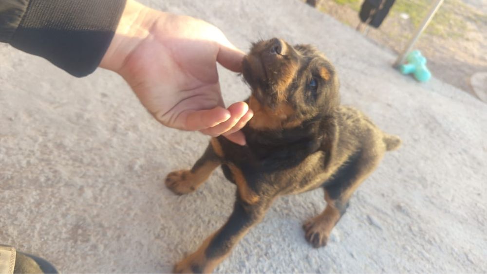 Немецкий ягдтерьер