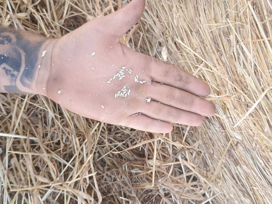 Рулонни бали ПРОСО със зърното