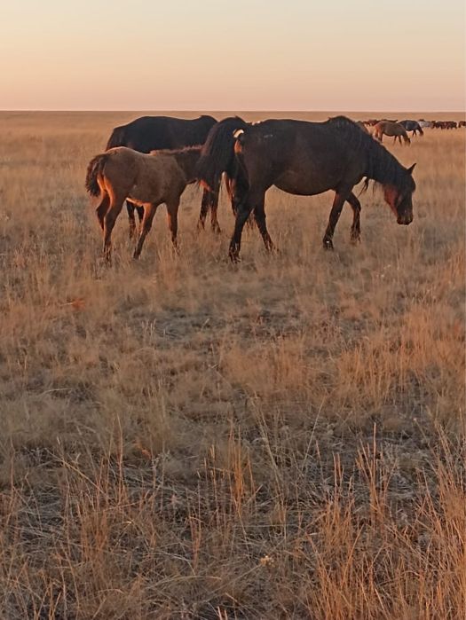 Кобылы с женебятами