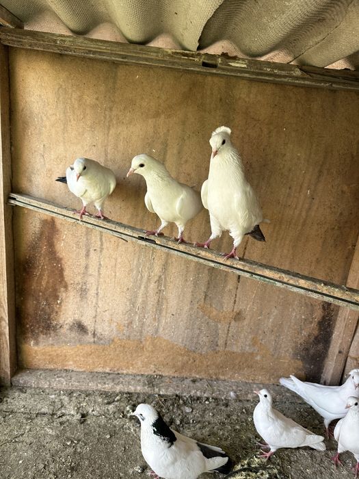 Продам голубей бакинцы
