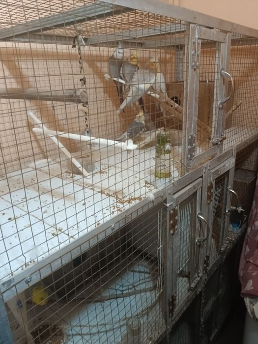 Клетка для пернатых друзей