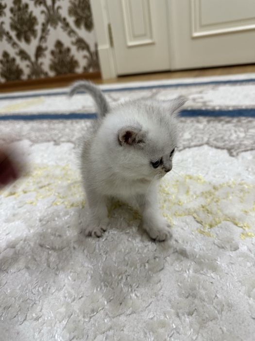 чистокровный вислоухий котенок Скотиш фолд Skotish fold