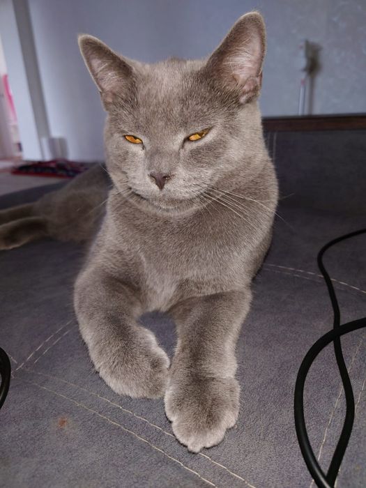 Отдам британскую кошку (девочка)