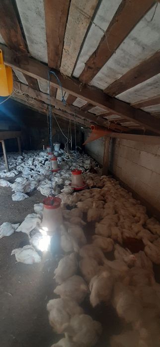 Vand pui de carne 2.2 kg  .