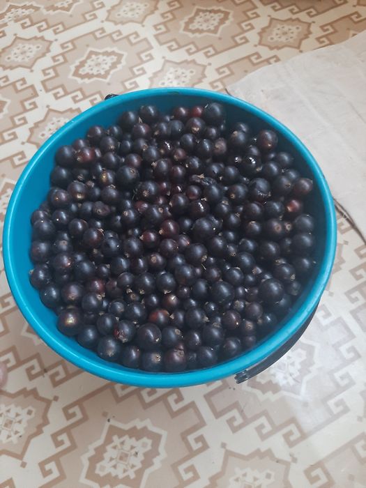 Продаю чёрную смородину.