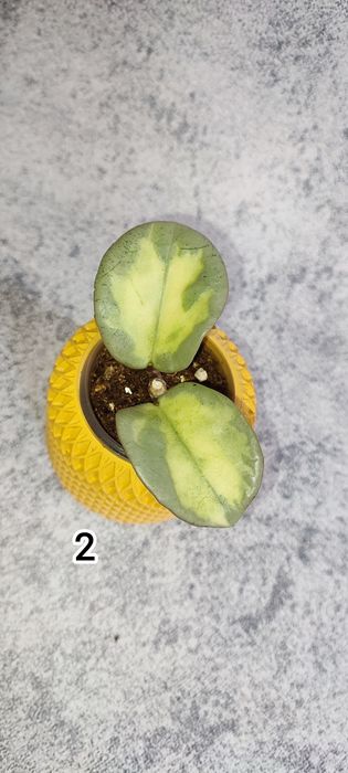 Хойи в наличии, наборы хой