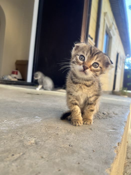Марғау, котенок девочка