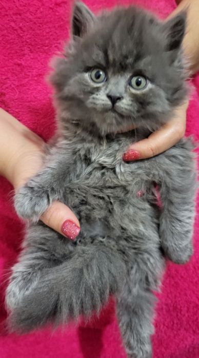 ПРОДАЮТСЯ  породистые  котята