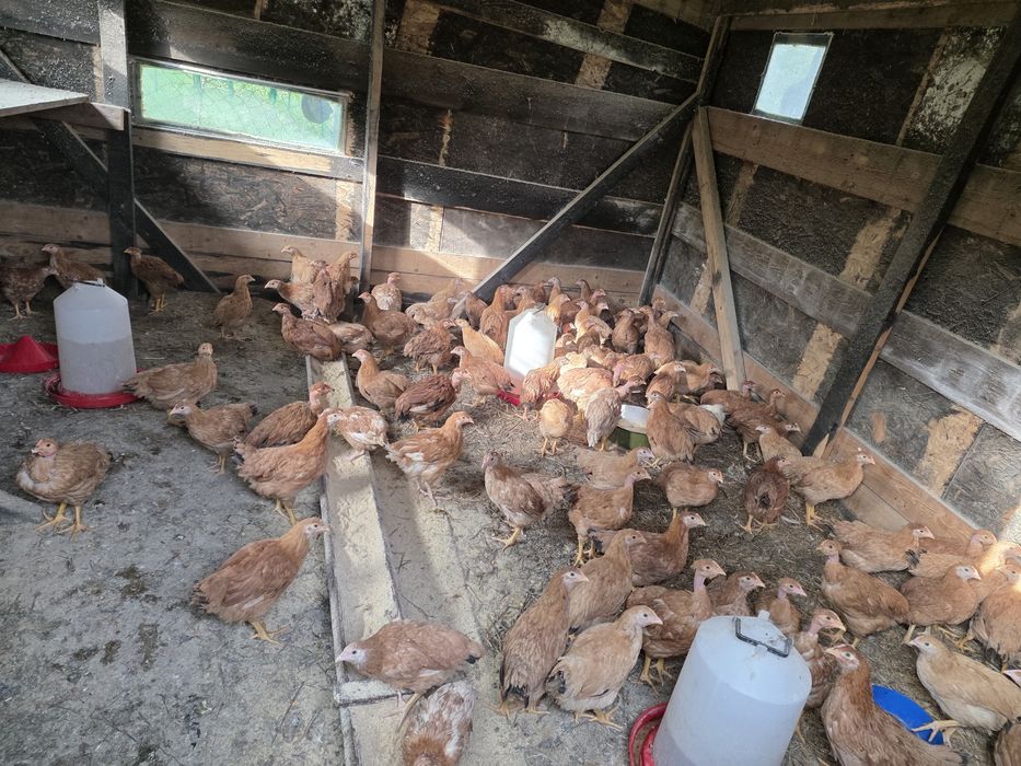 Pui rasa mixta de 3 luni