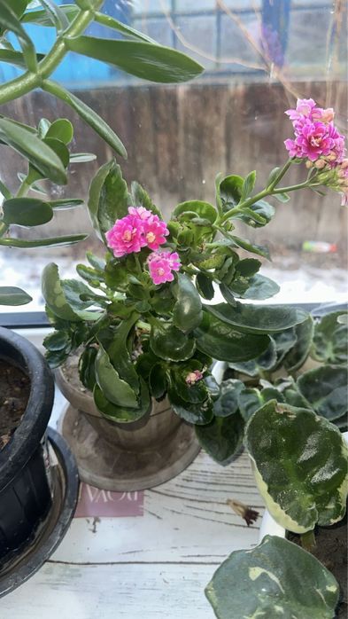 Комнатные растения разные