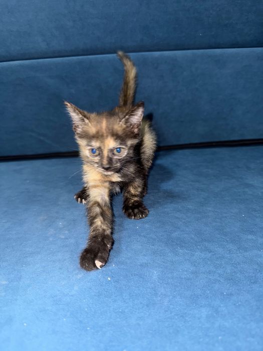 Вислоухие котята