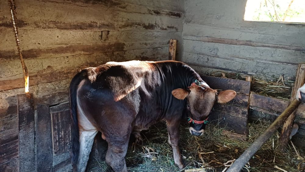 Vănd tăuraș de 5 luni,
