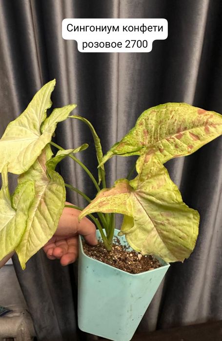 Продам комнатные растения