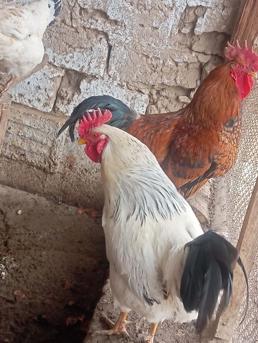 кучин адлер қораз сатылады