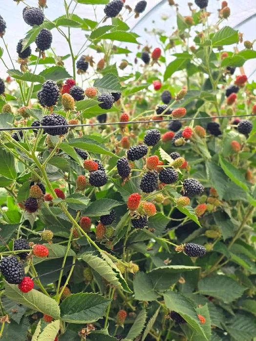 Разсад едра сладка къпина карака блек