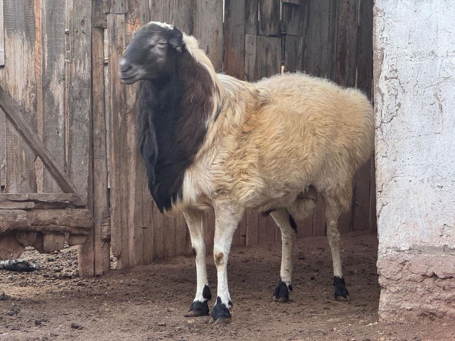 Продается кошкар на откорме