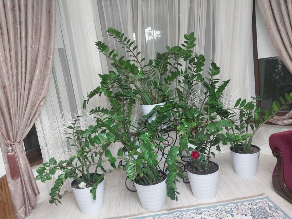 Доллар цветы 7 штук