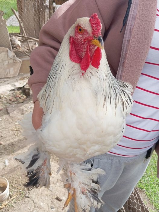 Продаю в Кордае брама светлая