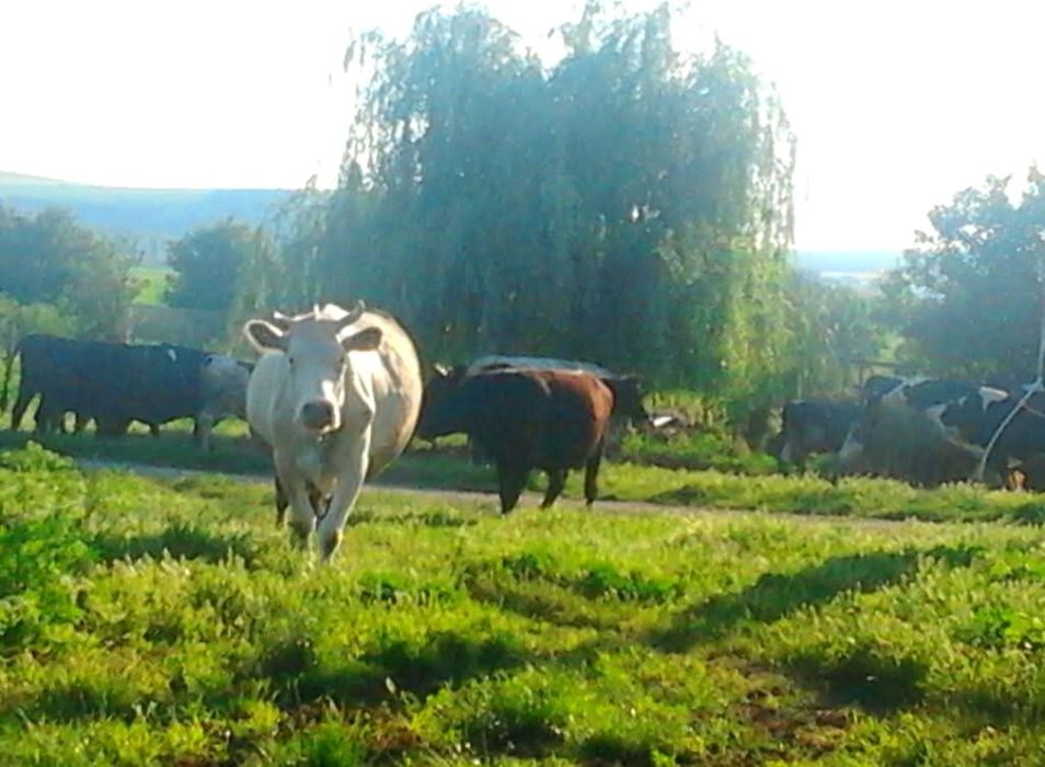 Био Домашно краве сирене