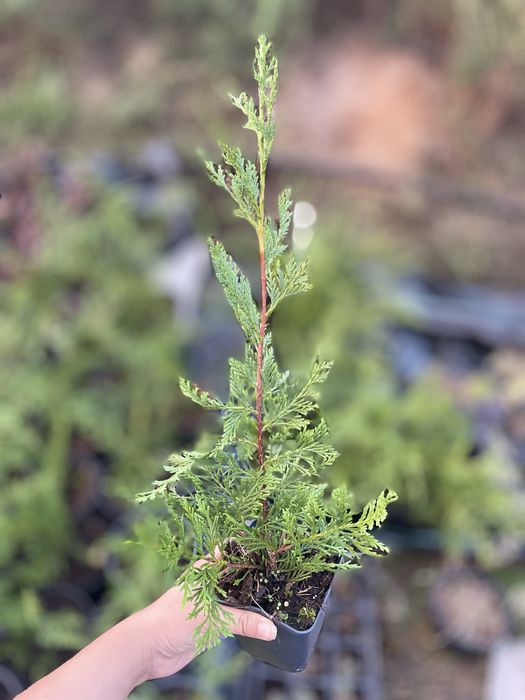 Кипарис лейланди 30-40 см